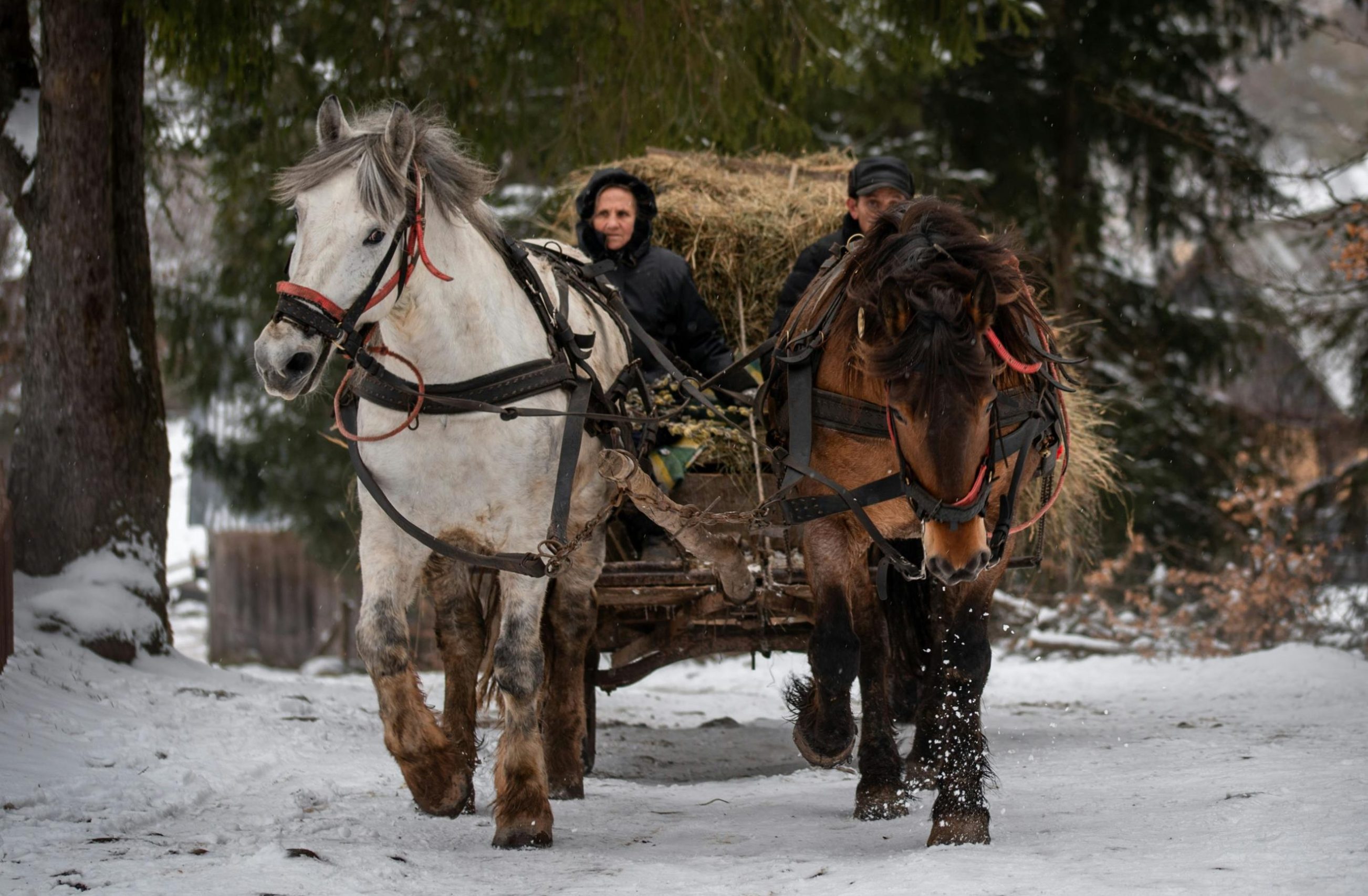 Two horses pulling a carriage through a snowy forest with two people onboard, embodying a classic winter transport scene.