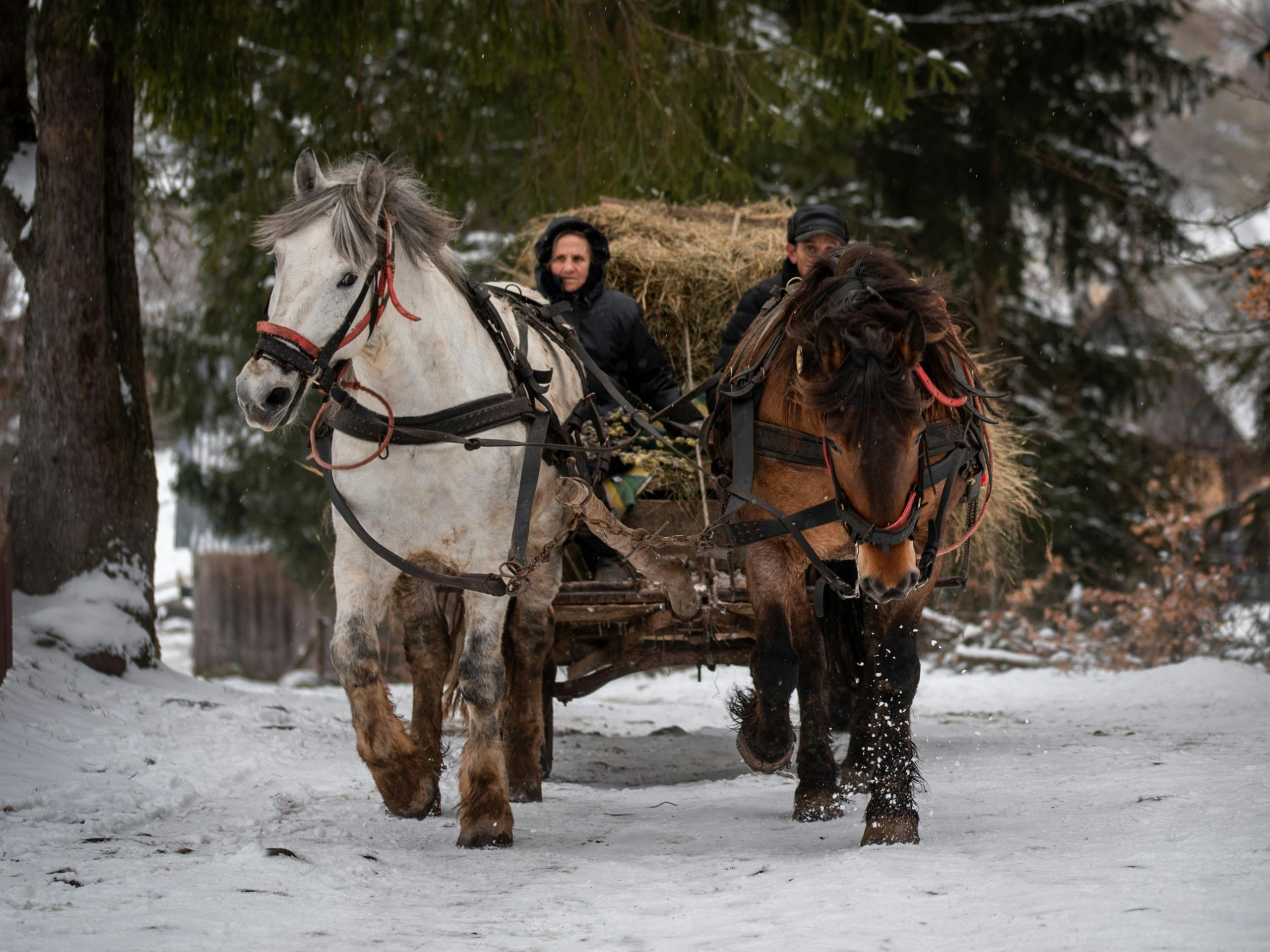 Two horses pulling a carriage through a snowy forest with two people onboard, embodying a classic winter transport scene.